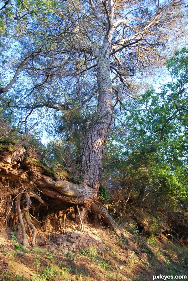 JUST SOME TREE WITH BIG ROOTS 